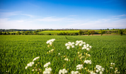 Paysage vallonné en campagne au printemps sous le ciel bleu.