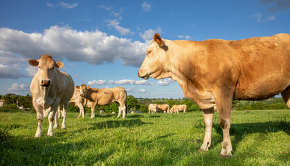 Troupeau de bœuf dans la campagne en France.