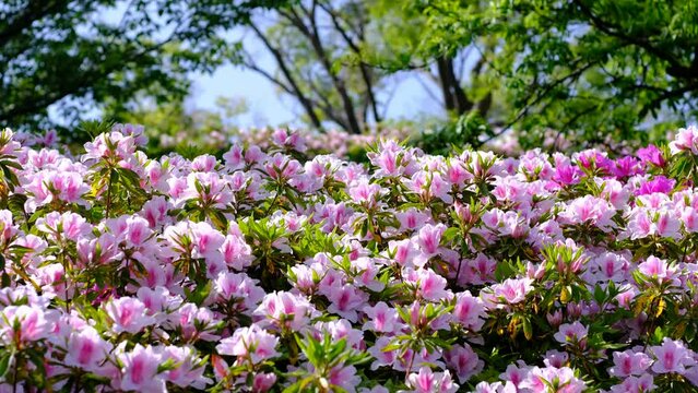 春風に揺れるツツジの花