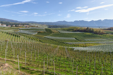 Fototapeta na wymiar Apple crops in the Val di Non, Trentino, Italy
