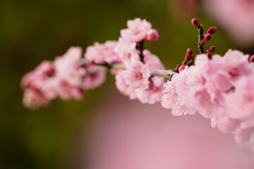 Nature in Portugal, flowers and trees