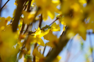 Nature in Portugal, flowers and trees