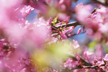 Nature in Portugal, flowers and trees