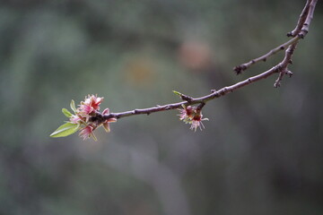 Nature in Portugal, flowers and trees