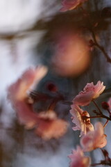Nature in Portugal, flowers and trees