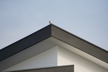 Bird on building in Portugal