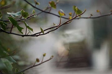 Nature in Portugal, flowers and trees