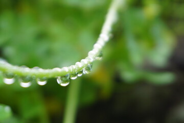 Nature in Portugal, flowers and trees