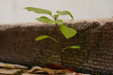 Nature in Portugal, flowers and trees