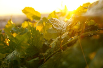 Nature in Portugal, flowers and trees
