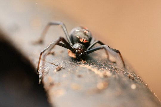 Redback Spider From In Front