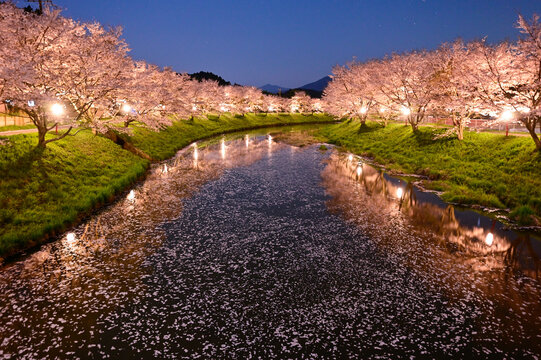 夜桜と花筏の風景