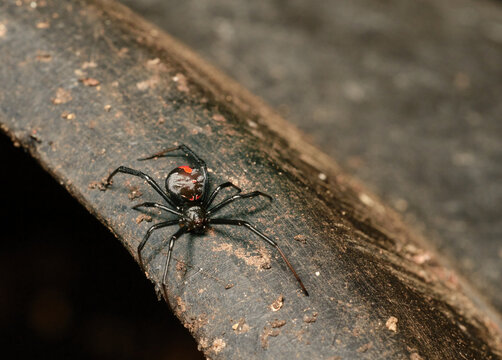 Redback Spider from Above