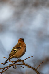 Common chaffinch (Fringilla coelebs) singing  on a tree branch in a park in Finland during a sunny spring