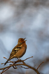 Common chaffinch (Fringilla coelebs) singing  on a tree branch in a park in Finland during a sunny spring
