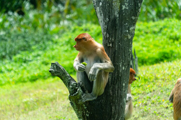Proboscis monkeys in a tropical reserve. Borneo. Labuk bay, Malaysia.