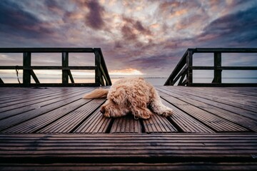 Cute poodle laying on the pier at sunset