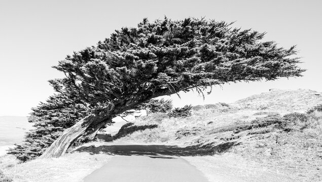 Bend tree