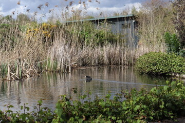 duck in pond dublin zoo