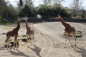 giraffe in the dublin zoo
