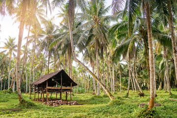 Fototapeta na wymiar Tropical landscape. Beautiful green coconut palms plantation.