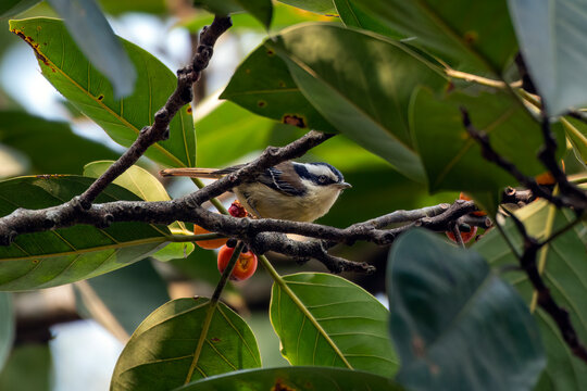 Red-tailed minla or Minla ignotincta observed in Rongtong in West Bengal, India