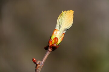 Closeup einer aufblühenden Knospe an einem Baum
