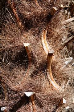 Close up des mit Fasern bedeckten Stammes einer chinesischen Hanfpalme