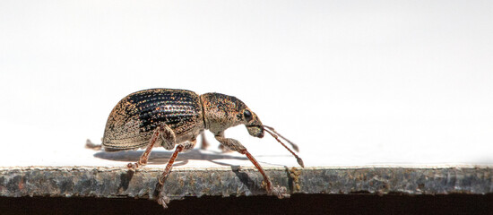 Close-up of Anthonomus Pomorum Beetle on White Background
