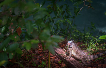 Green Iguana soaking up the sun on a wooden perch in the jungle
