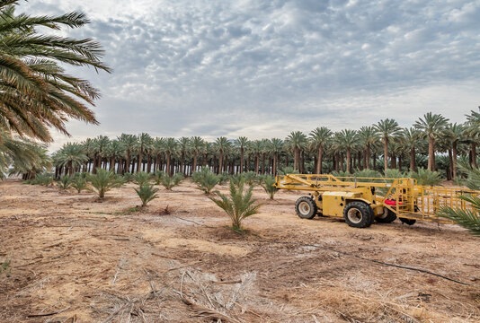 Palm plantation maintenance and care of date palms. Image depicts healthy food and GMO free sustainable agriculture industry in desert and arid areas of the Middle East