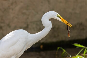 Profile macro view of an Eastern great egret holding a fish in its beak