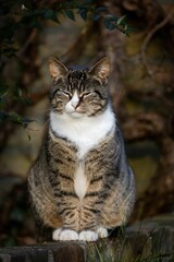 Beautiful shot of a cute tabby cat