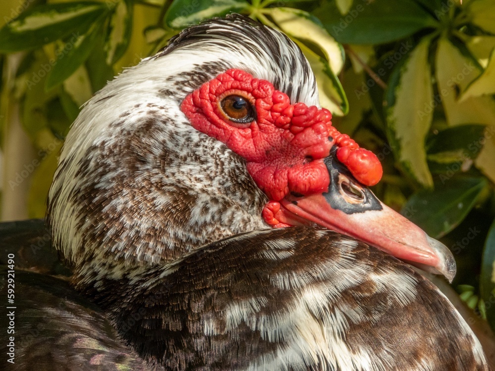 Sticker Closeup shot of a domestic muscovy duck