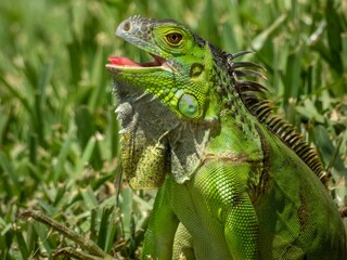 Closeup shot of a green iguana