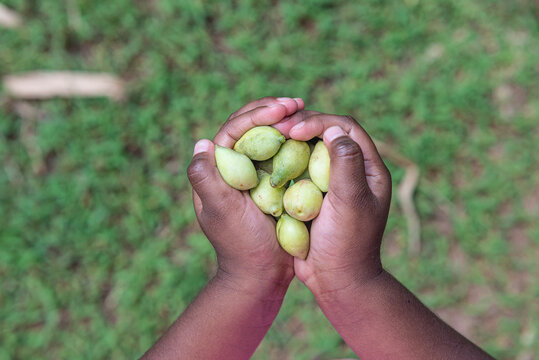 Aboriginal child holding Kakadu Plums
