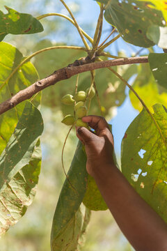 Aboriginal child picking Kakadu Plums off the tree