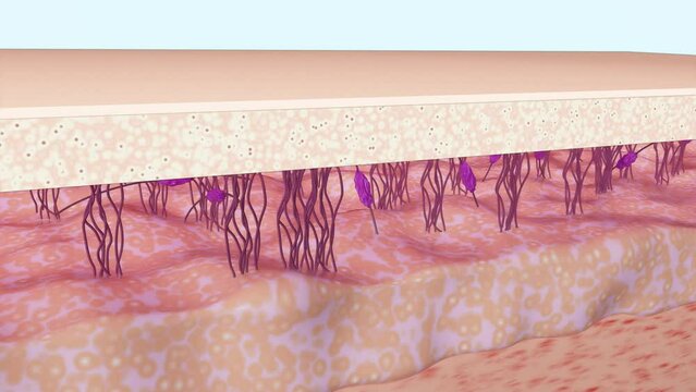 Skin Rejuvenation Process 3D Animation. Wrinkle Smoothing. The Rebuilding of Collagen and Elastin Fibers. Skincare Concept. 4K