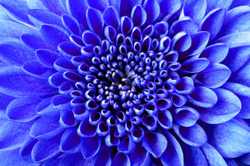 Dahlia flower background, blue color, close view