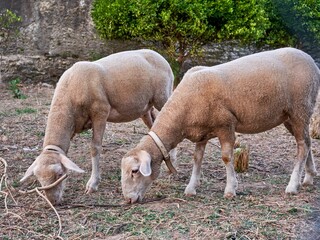 Obraz na płótnie Canvas Closeup shot of two sheep grazing on a farmland on a sunny summer day