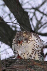 Vertical closeup of a red-tailed hawk, Buteo jamaicensis with prey on the branch.