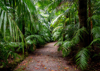 Enchanting Terra Nostra Botanical Garden in Furnas, Sao Miguel Island, Azores, Portugal - 592922219