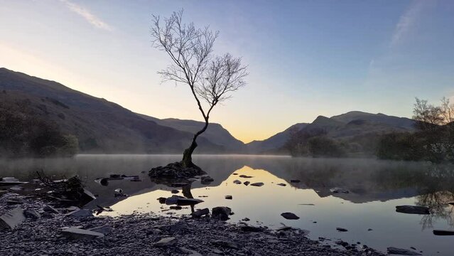 Lone Tree on Lake Llyn Padarn in Snowdonia National Park, Wales, UK in 2023.