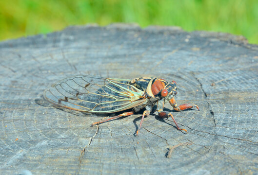 Cicada (Cicadetta pellosoma)