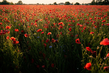 Beautiful summer day. Red poppy field.