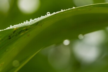 Closeup shot of water drops on a green leaf on a blurred background