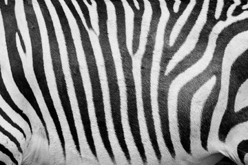 Fototapeta na wymiar Closeup shot of black and white stripes located on the skin of a zebra