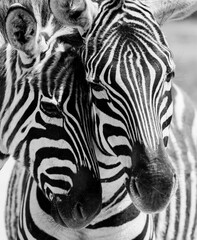 Fototapeta na wymiar Vertical shot of two zebras caressing each other in the wild