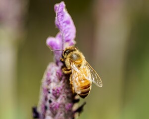 Closeup shot of a honey bee collecting nectar from a lavender found in the wild
