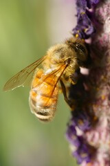 Vertical closeup shot of a honey bee collecting nectar from a lavender found in the wild